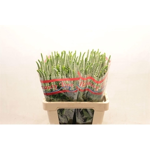 VERON L SKYLER WHITE