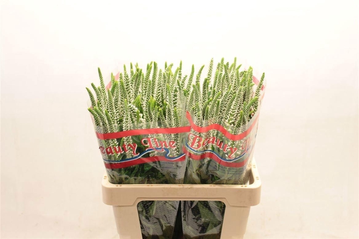 <h4>VERON L SKYLER WHITE</h4>