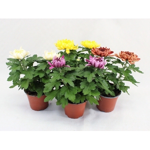 Deco Chrysant Mix 12cm 2pp