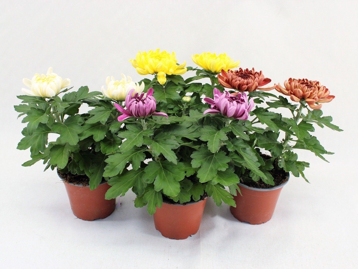 <h4>Deco Chrysant Mix 12cm 2pp</h4>