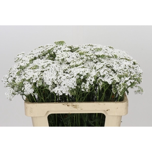 Achillea Millefolium White Beauty