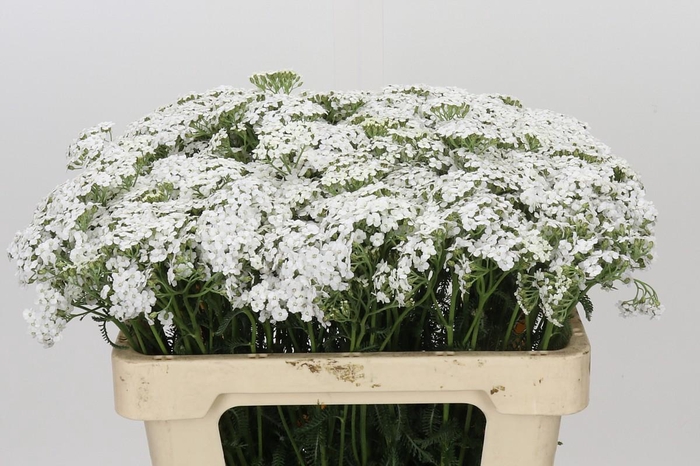 <h4>Achillea Millefolium White Beauty</h4>