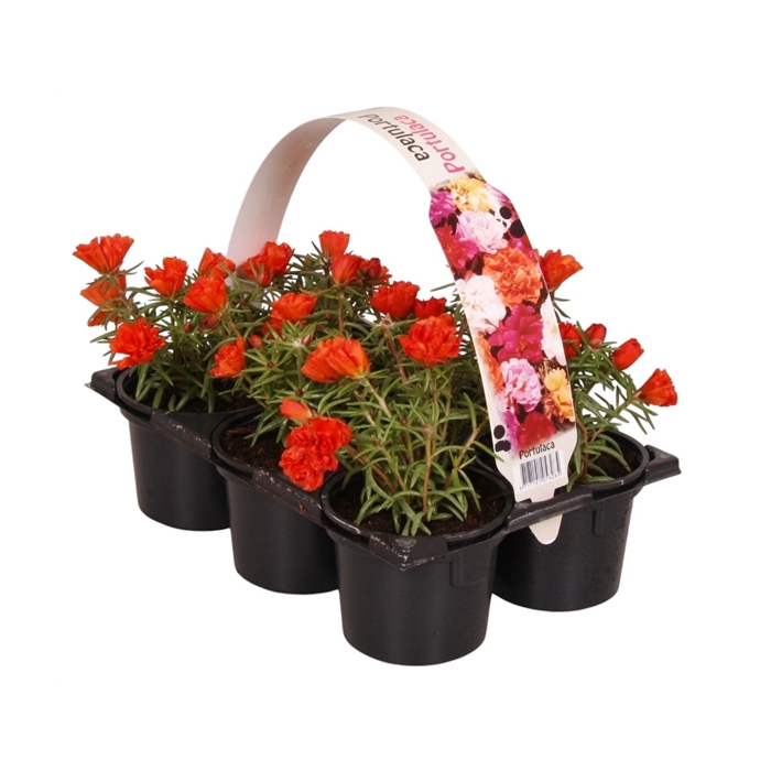 <h4>Portulaca rood 6p</h4>
