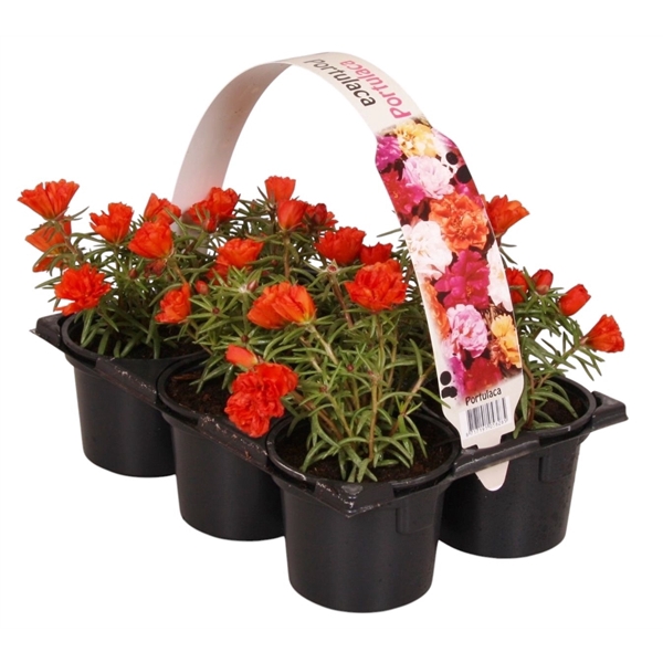 Portulaca rood 6p