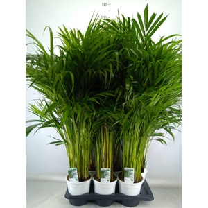 Dypsis lutescens   ...Chrysalidoca