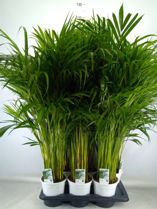 <h4>Dypsis lutescens   ...Chrysalidoca</h4>