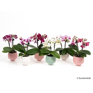 PHALAENOPSIS-HYBRID E 4289