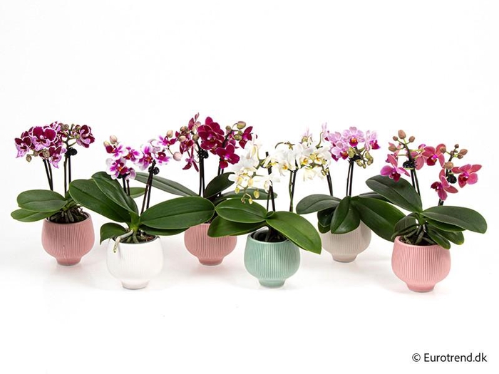 <h4>PHALAENOPSIS-HYBRID E 4289</h4>