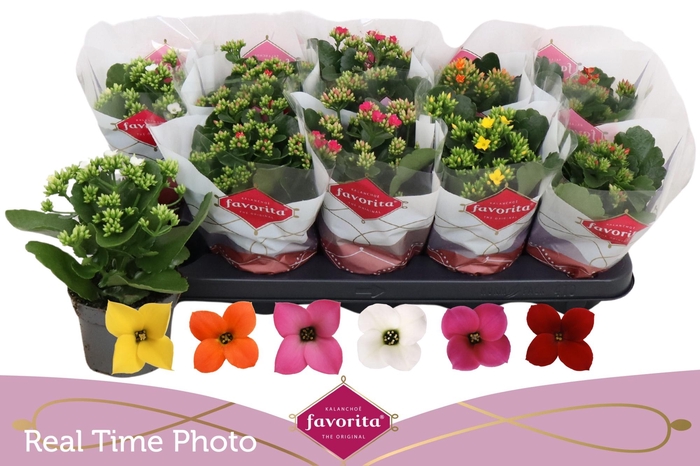 <h4>KAL EN GEM 6 KL</h4>