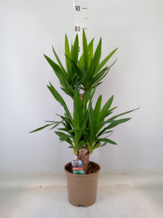 <h4>Yucca   ...</h4>