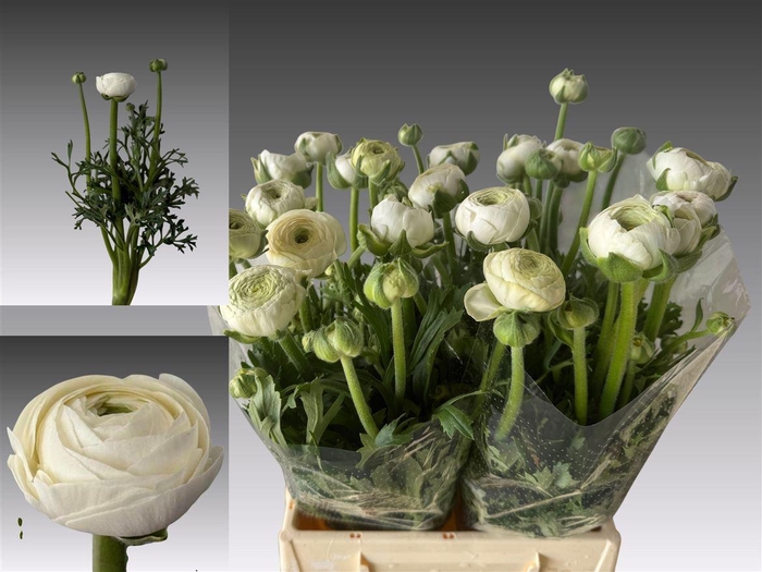 <h4>Ran Aazur White</h4>