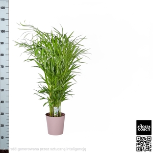 DYPSIS LUTESCENS