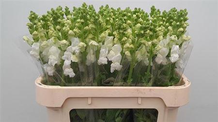 <h4>Antir Cool White</h4>