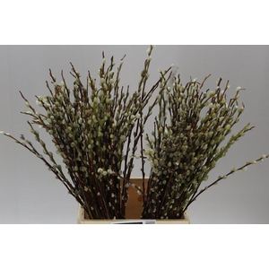 Salix Pussy Willow