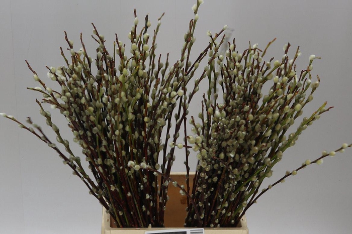 <h4>Salix Pussy Willow</h4>