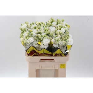 Eus G Alissa Pur Whi