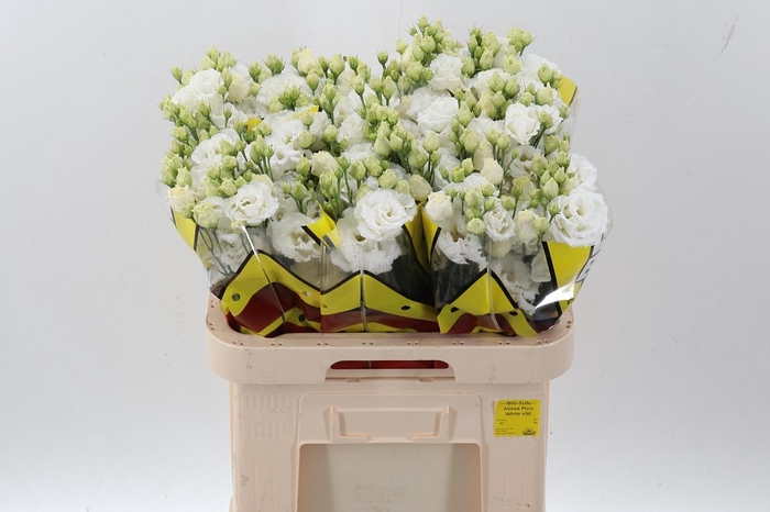 <h4>Eus G Alissa Pur Whi</h4>