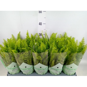 Nephrolepis exal. 'Green Moment'
