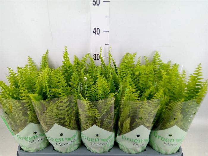 <h4>Nephrolepis exal. 'Green Moment'</h4>