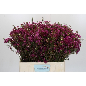Chamelaucium 'Nina's Delight'