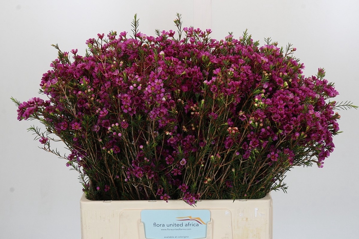 <h4>Chamelaucium 'Nina's Delight'</h4>