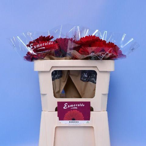 <h4>GE GR BARONES</h4>