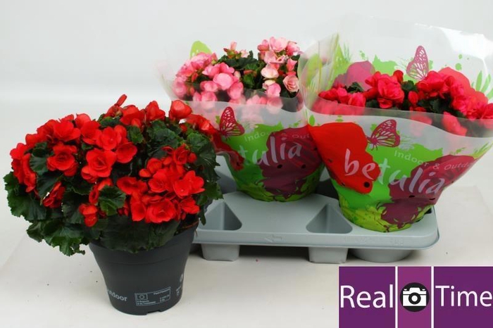 <h4>BEG EN BETULIA GEM</h4>