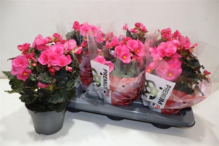 <h4>Beg Hl Adonia</h4>