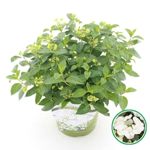 Hydrangea hybr. 'Runaway Bride'® C6 (24cm.) Kn.