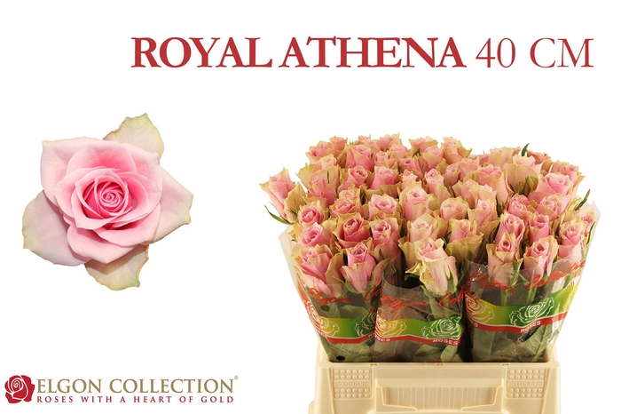 R Gr Athena Royale