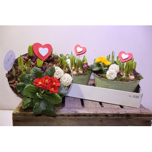 arr8 Arr Tuinplanten In Zinken Tobbe