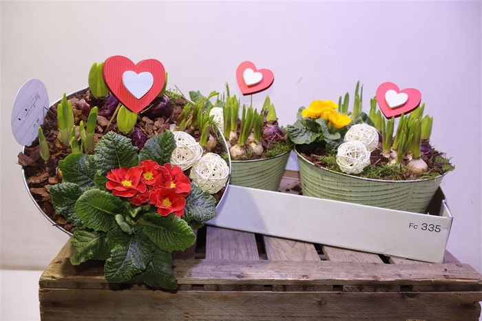 <h4>arr8 Arr Tuinplanten In Zinken Tobbe</h4>