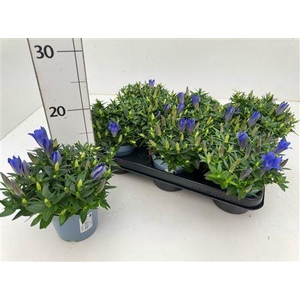Gent Luis Easy Blue