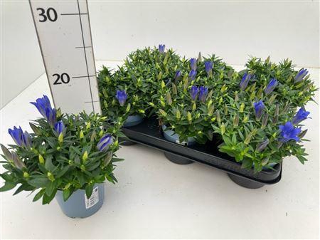 <h4>Gent Luis Easy Blue</h4>