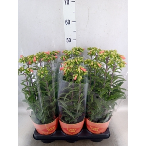 Kalanchoe HG 'Lucky Bells'