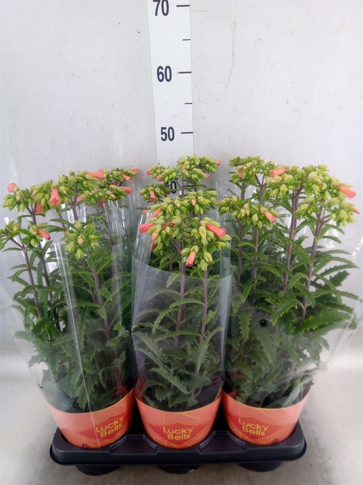 <h4>Kalanchoe HG 'Lucky Bells'</h4>