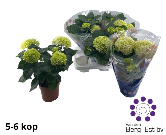 <h4>HYDR M HI WHITE SUN</h4>