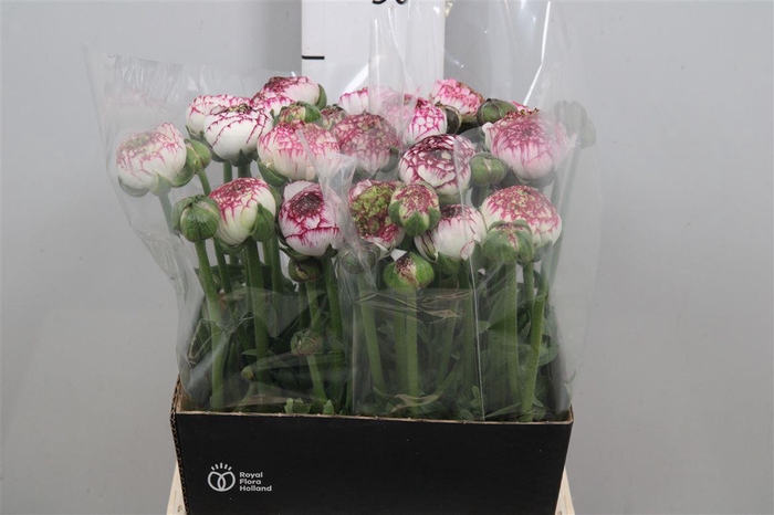 Ran Aazur Orange Str