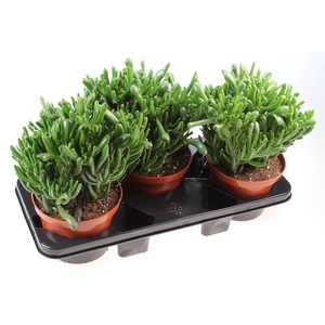 Crassula ovata 'Hobbit'