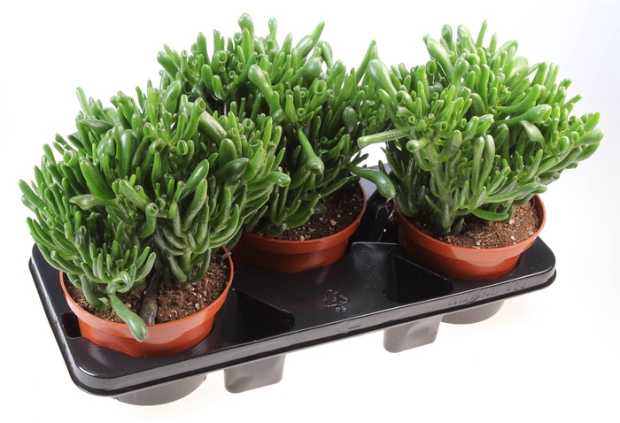 <h4>Crassula ovata 'Hobbit'</h4>