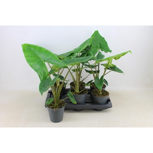 PLANTEN OV