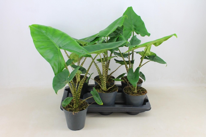 <h4>PLANTEN OV</h4>
