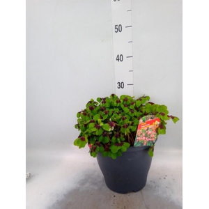Oxalis tetraphylla 'Iron Cross'
