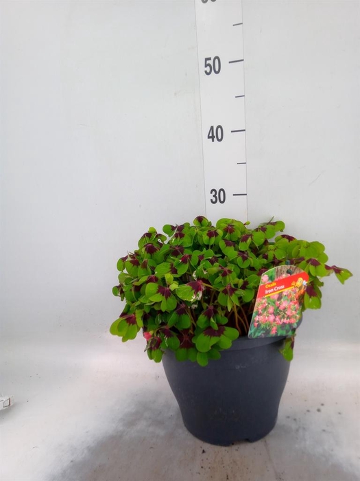 <h4>Oxalis tetraphylla 'Iron Cross'</h4>