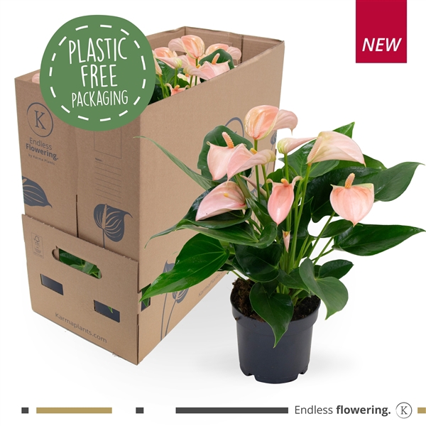 <h4>Anthurium - KARMA Peach | 12cm</h4>