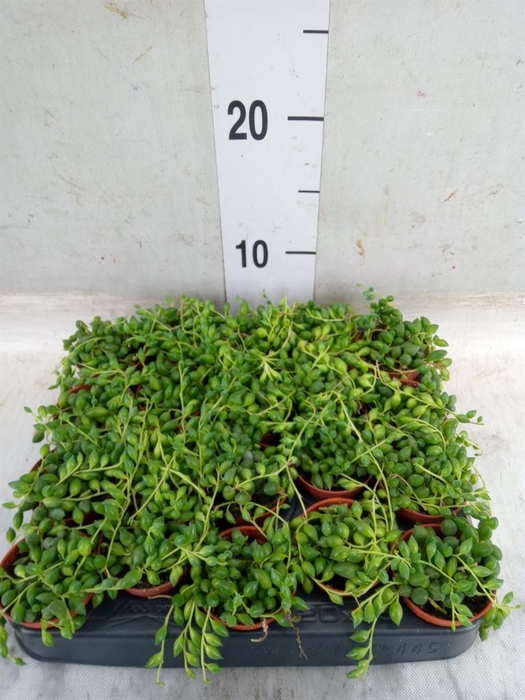 <h4>Senecio herreianus</h4>