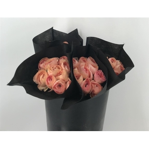 Ran Suc Salmon 898 Sup