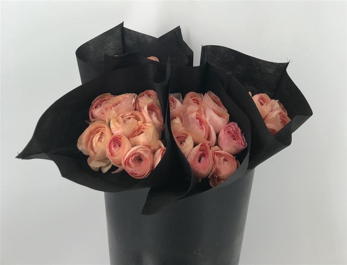 <h4>Ran Suc Salmon 898 Sup</h4>