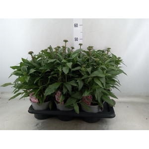 Echinacea purp. 'Mooodz Courage'
