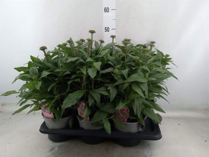<h4>Echinacea purp. 'Mooodz Courage'</h4>